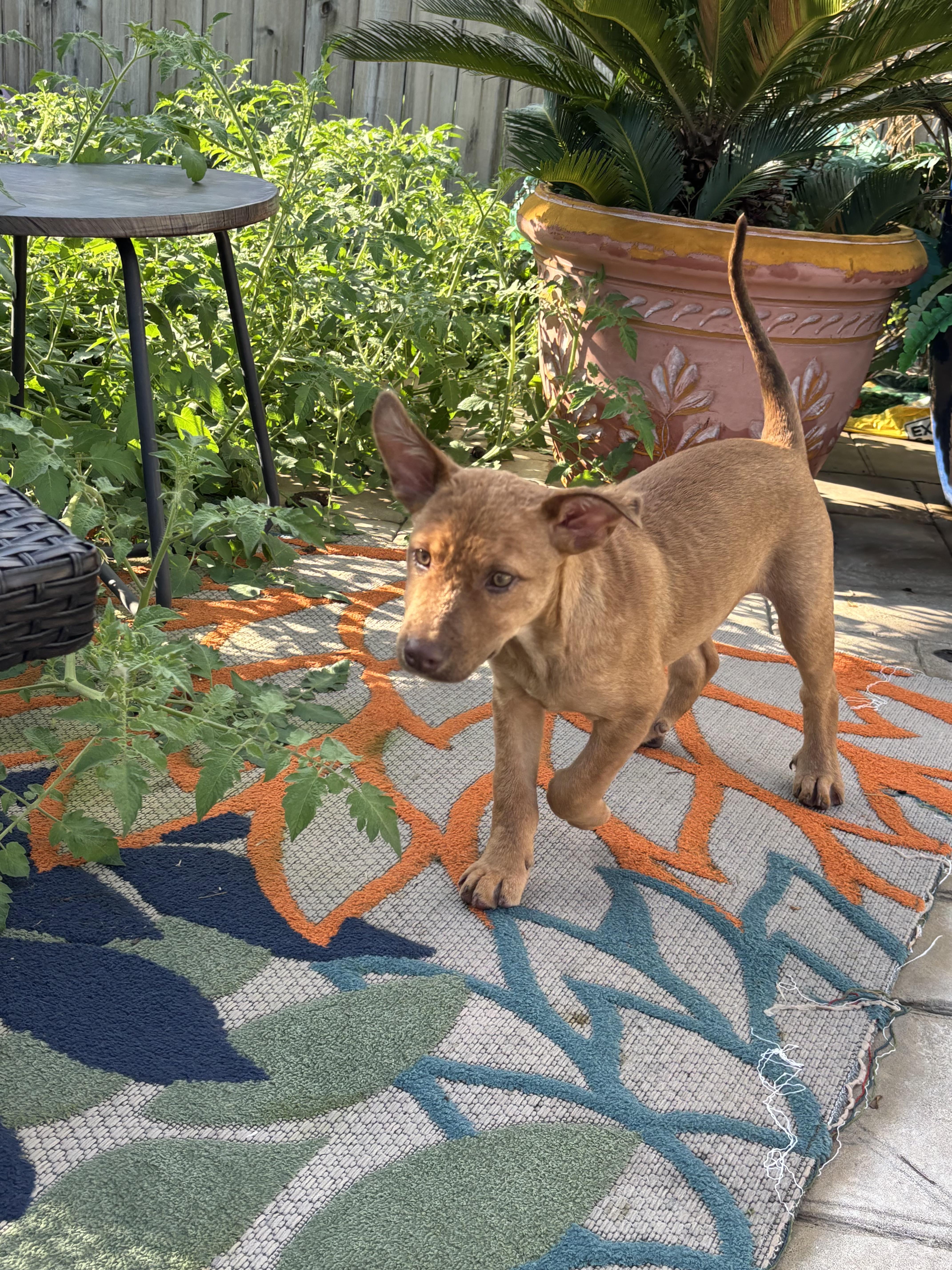 A baby medium-sized male Shepherd dog named Chance for adoption in Chatham, NJ