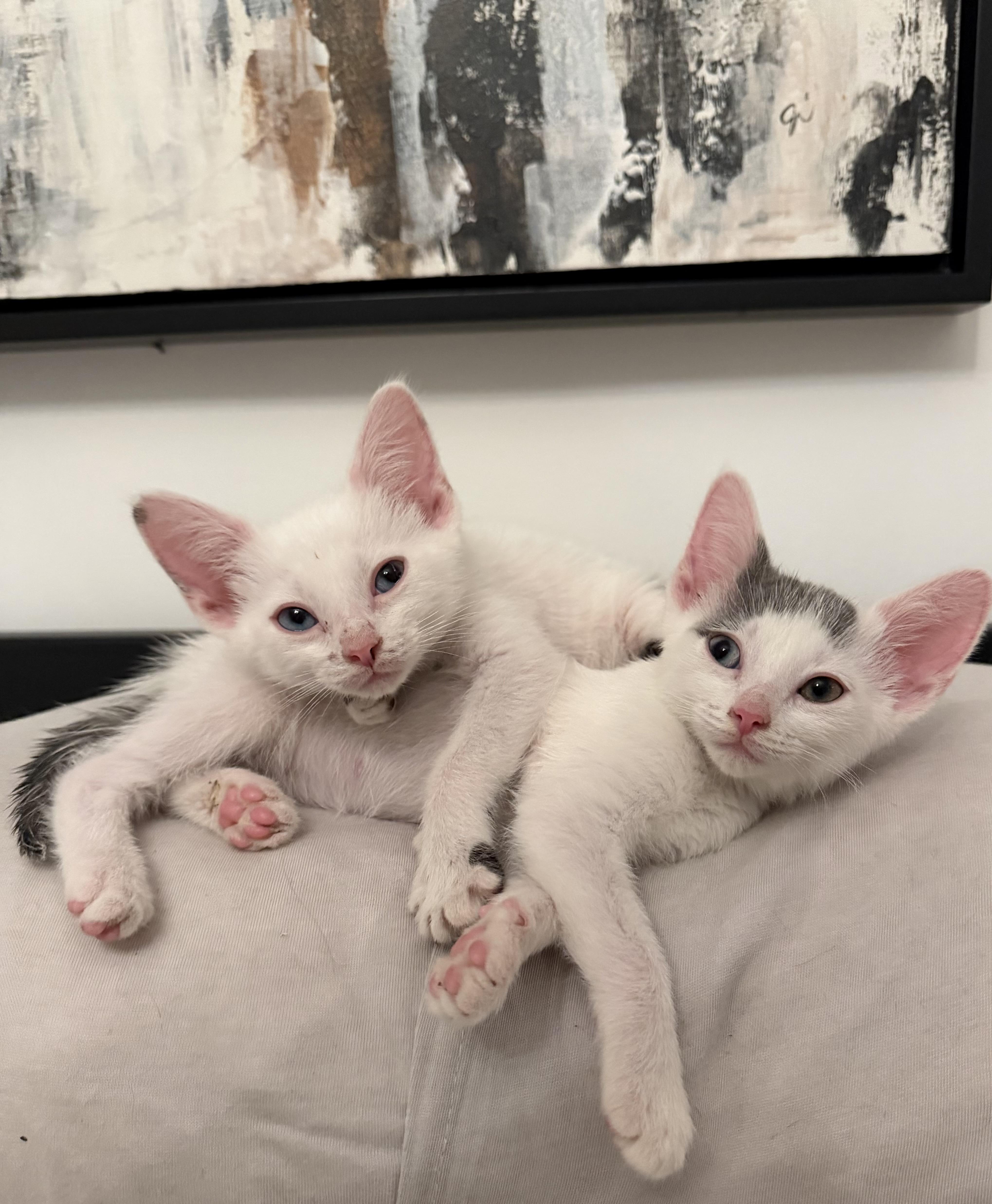 A baby medium-sized male White Domestic Short Hair cat named Dil for adoption in Columbus, OH