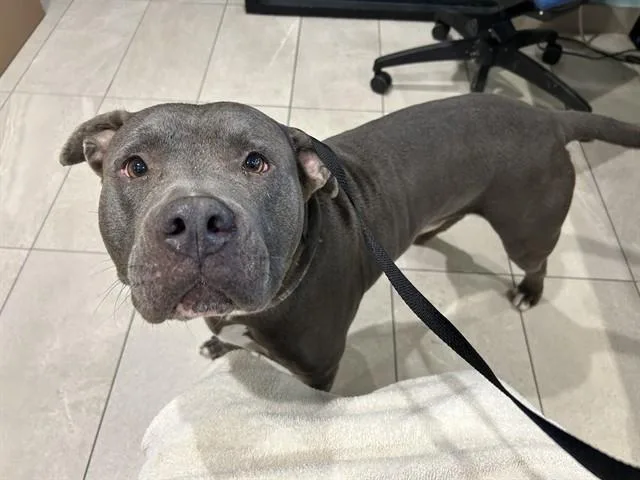 An adult large-sized male Pit Bull Terrier dog named Cuddle Bear for adoption in Garland, TX