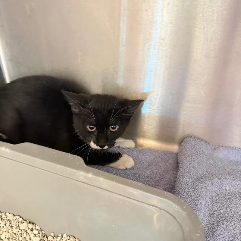 A baby small-sized male Black Domestic Short Hair cat named Commander for adoption in Englewood, FL