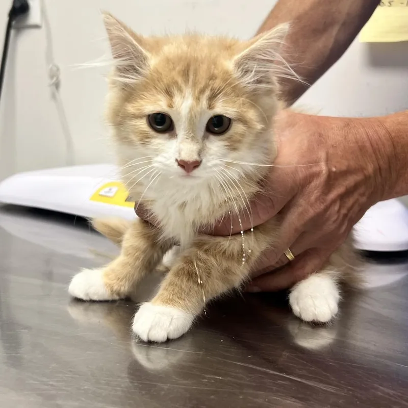 A baby small-sized female Buff / Tan / Fawn Domestic Long Hair cat named Beverly for adoption in Oneonta, NY