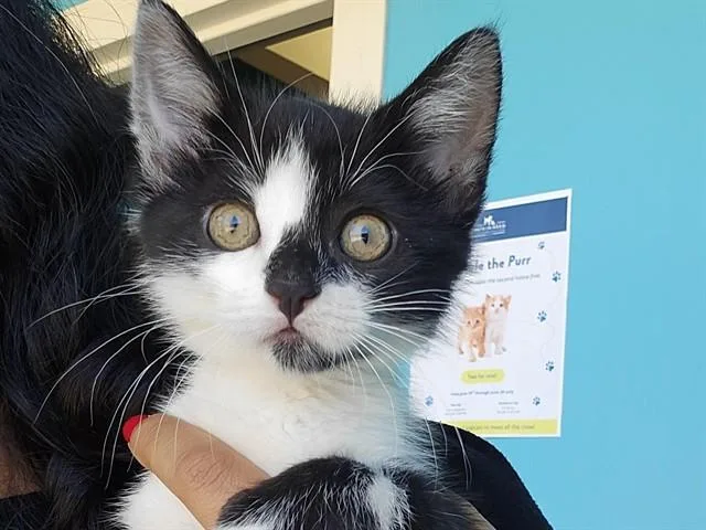 A baby small-sized female Domestic Short Hair cat named Panda for adoption in Palo Alto, CA