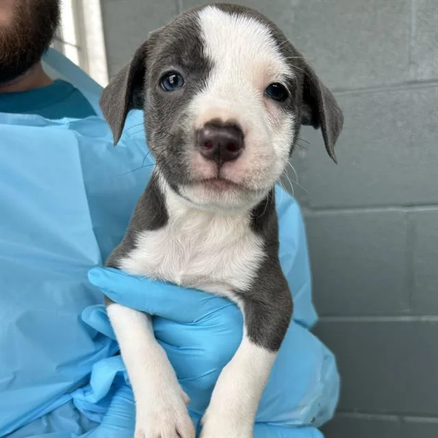 A baby small-sized female American Staffordshire Terrier dog named Mary for adoption in San Antonio, TX