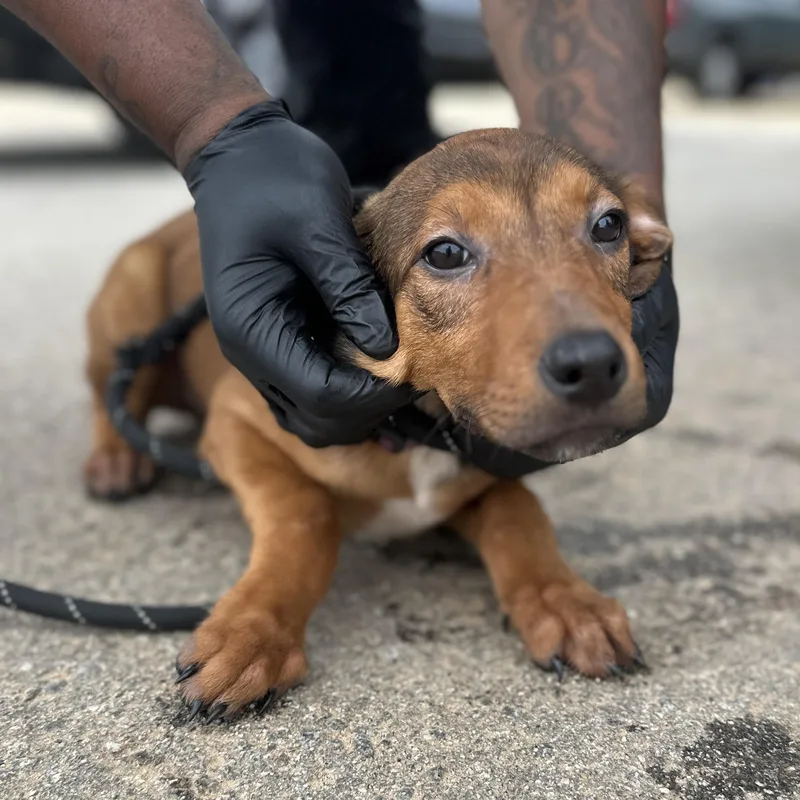 Pokémon Go thumbnail 2