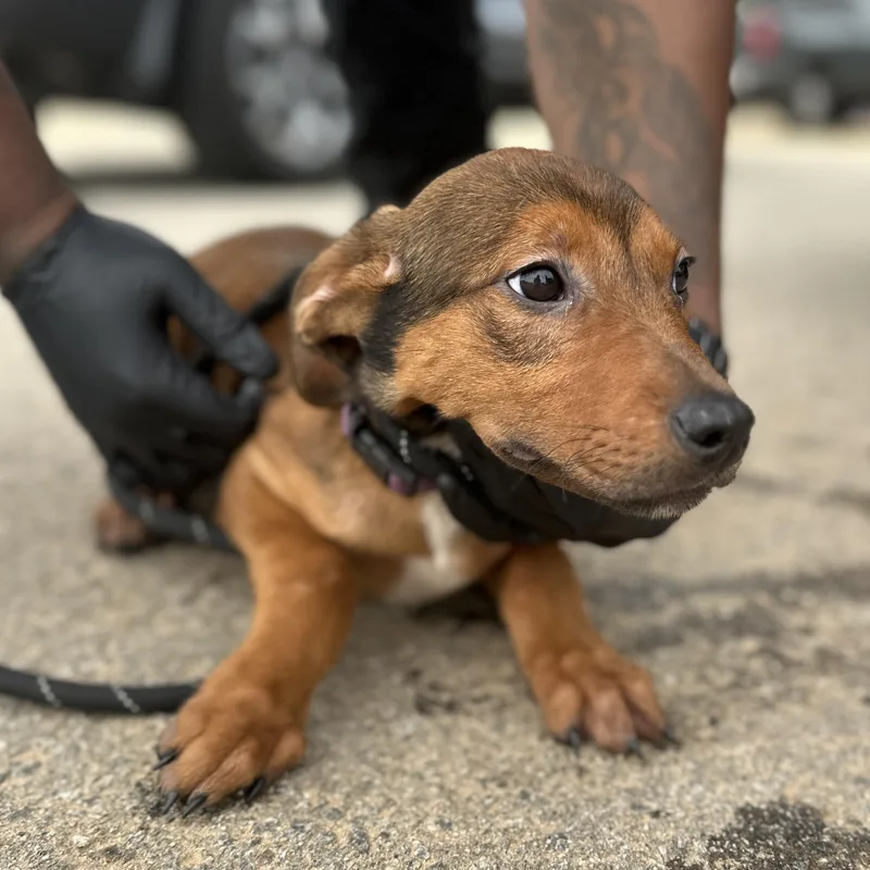 Pokémon Go thumbnail 3