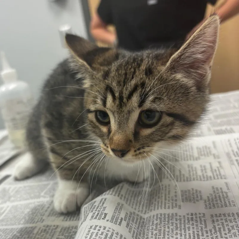 A baby small-sized female Domestic Short Hair cat named Summer for adoption in Jacksonville, FL