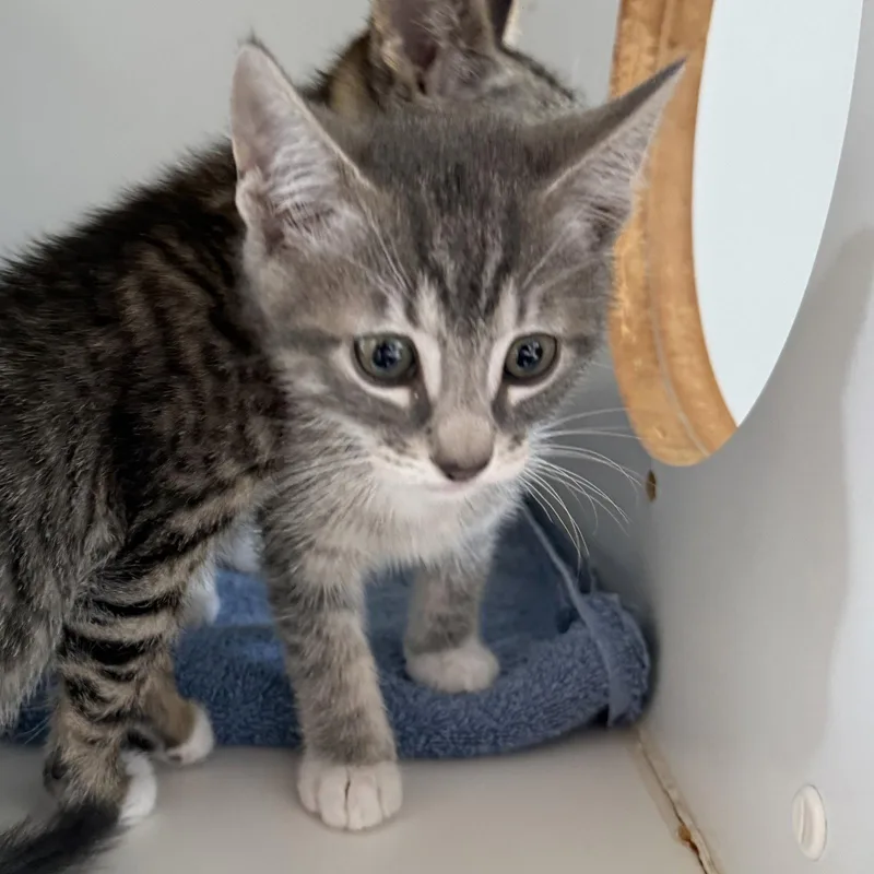 A baby small-sized male Domestic Short Hair cat named Gravy for adoption in Oakland, CA