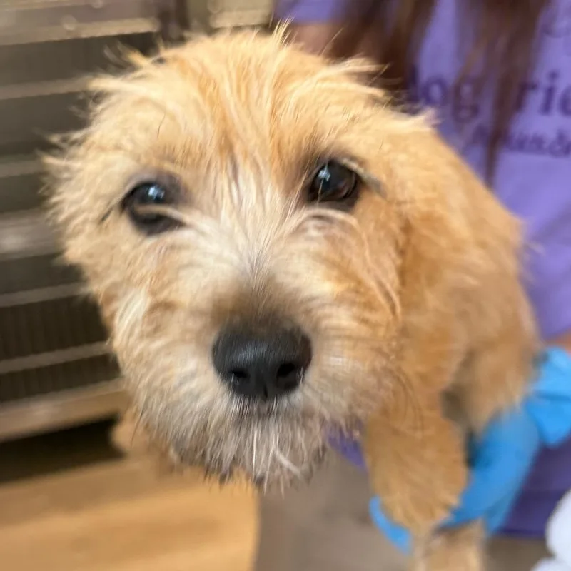 A baby small-sized female Terrier dog named Winter for adoption in Cumming, GA