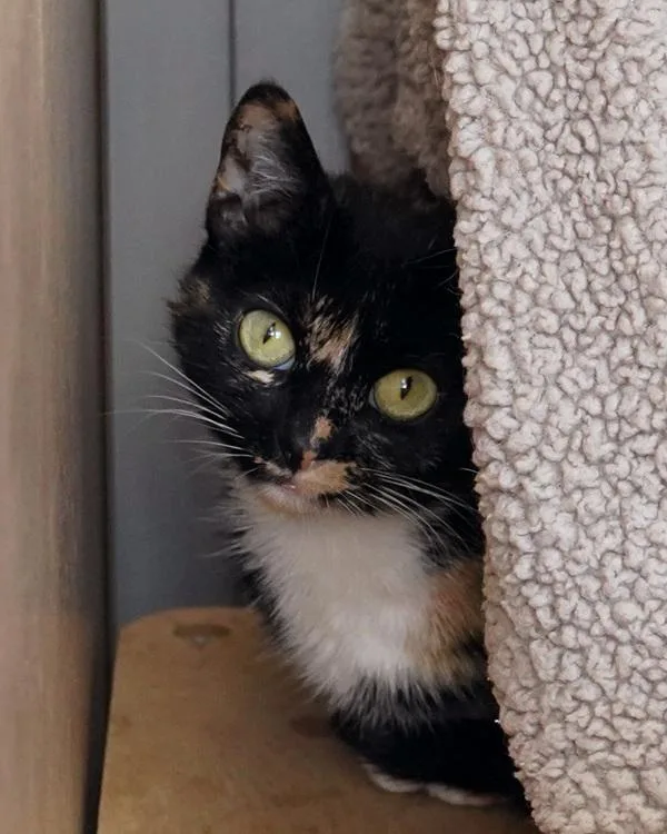An adult small-sized female Domestic Short Hair cat named Savannah for adoption in Novato, CA