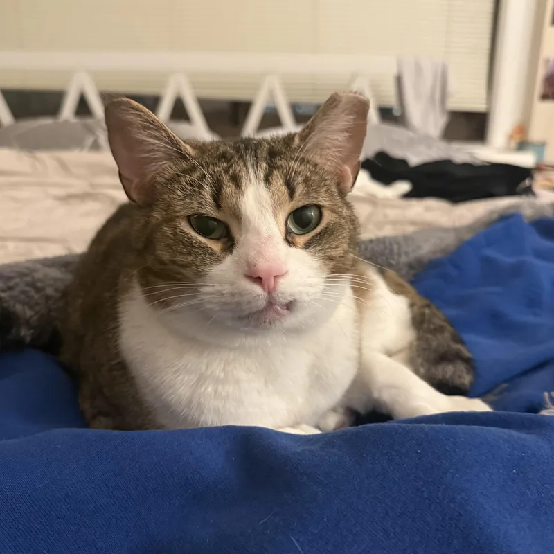 Herman & Gertrude thumbnail 3