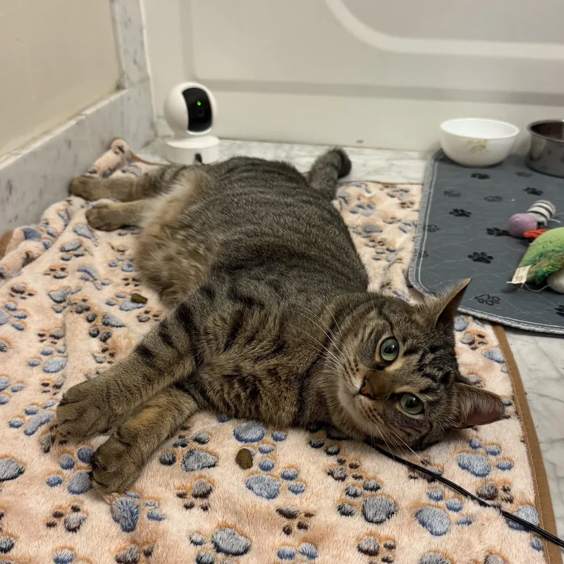 Herman & Gertrude thumbnail 4