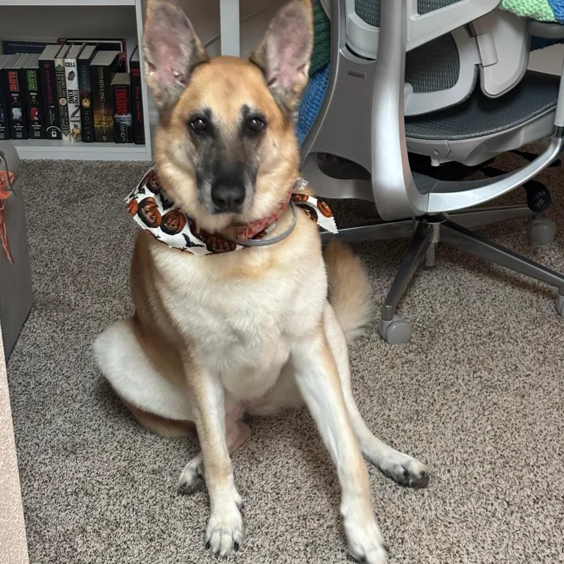 A senior large-sized female Yellow / Tan / Blond / Fawn German Shepherd Dog dog named Oakley for adoption in Tulsa, OK