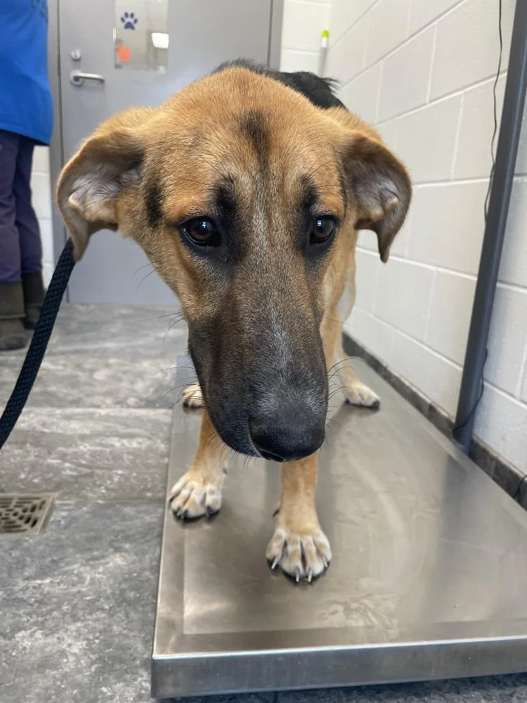 A baby large-sized male Mixed Breed dog named Peetie for adoption in Oxford, NC