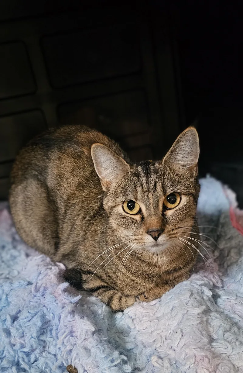An adult medium-sized female Tabby (Brown / Chocolate) American Shorthair cat named Helen for adoption in Pinedale, WY