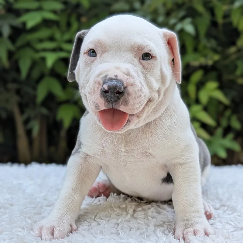 Cookiedoodledoo thumbnail 3