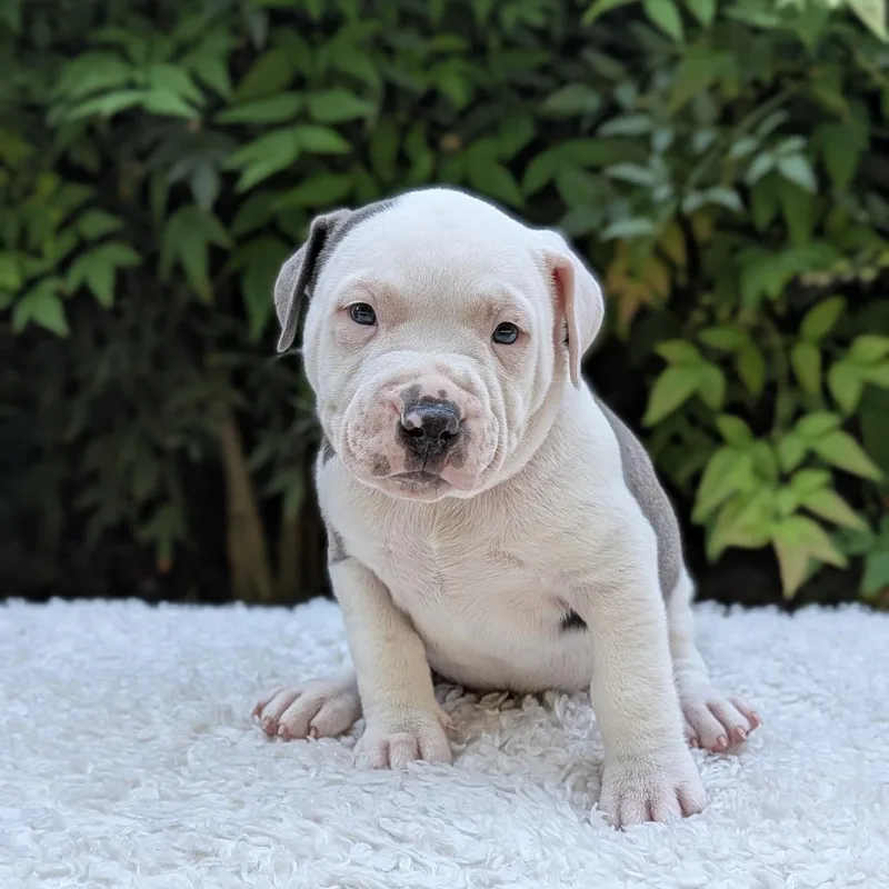 Cookiedoodledoo thumbnail 4