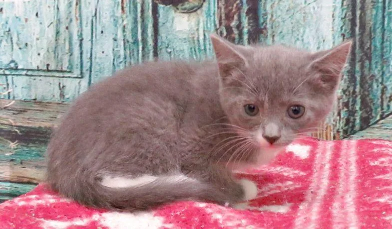 A baby medium-sized female Gray & White Domestic Short Hair cat named Annie for adoption in Lexington, VA