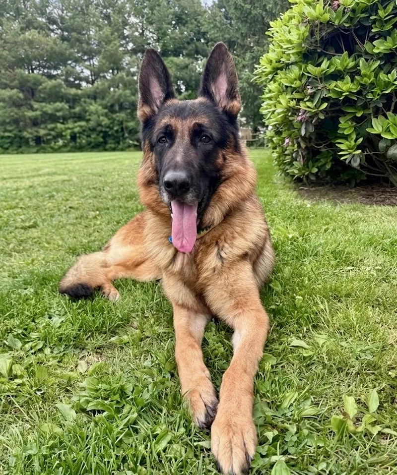 A young medium-sized male German Shepherd Dog dog named Duke for adoption in Spring Lake, NJ