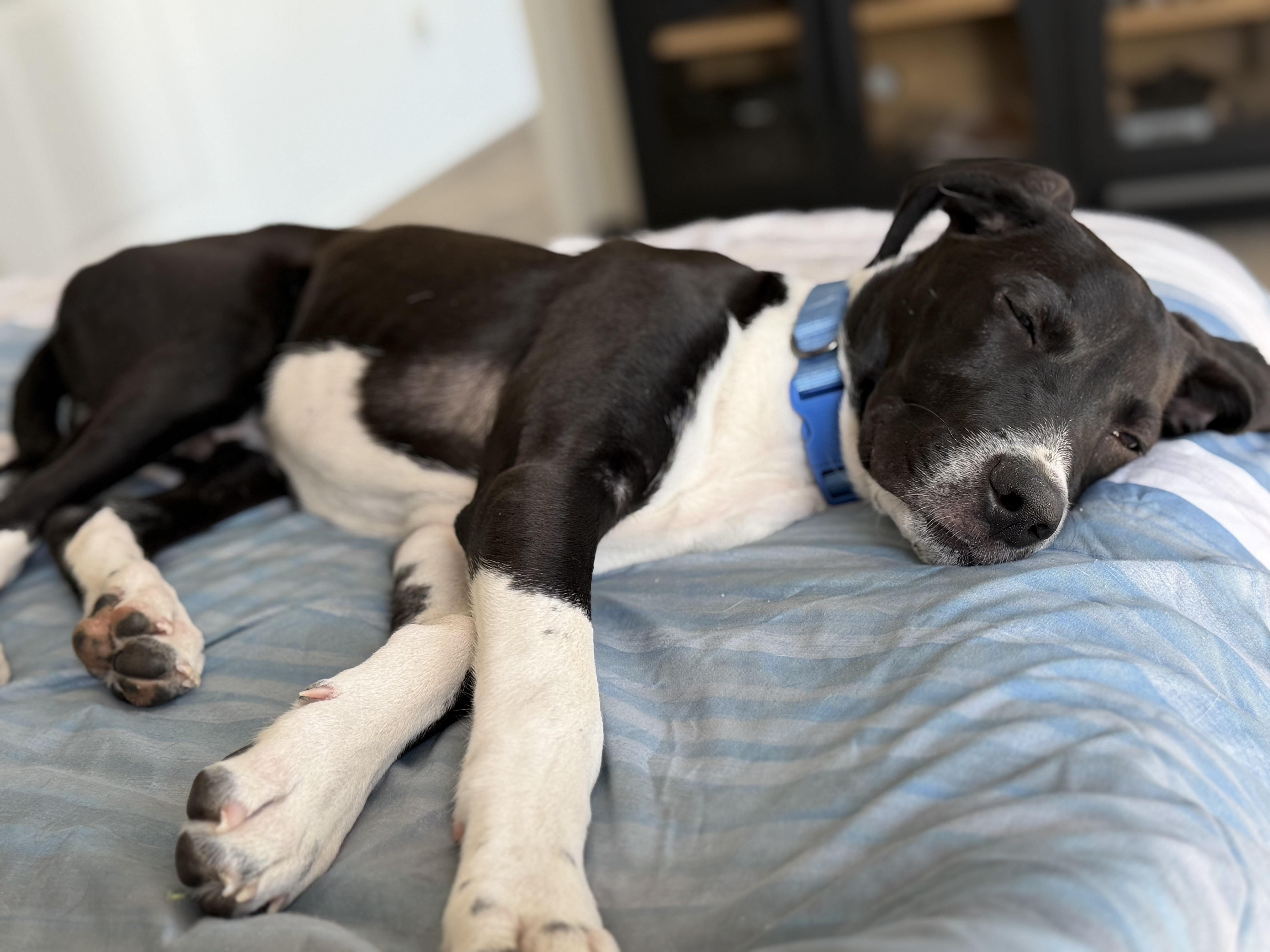 A baby medium-sized male Pointer dog named Zebb for adoption in Palm desert, CA