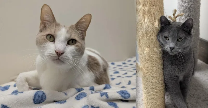 An adult medium-sized female Domestic Short Hair cat named Indigo for adoption in Medford, MA