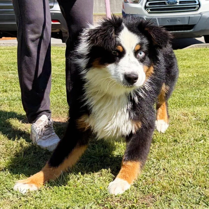 A young medium-sized male Australian Shepherd dog named Birch for adoption in Cumming, GA