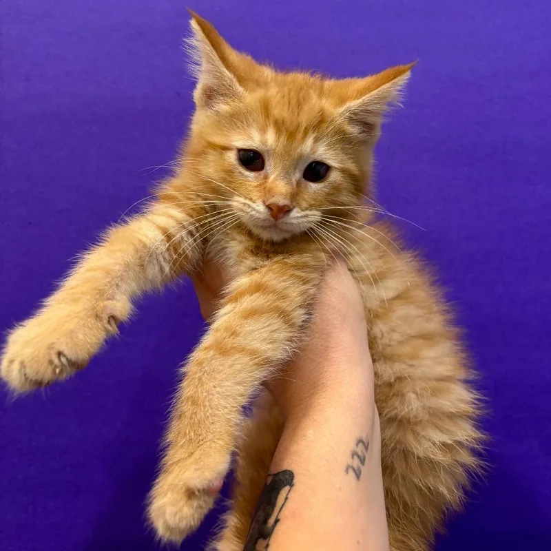 A baby small-sized female Orange / Red Domestic Short Hair cat named Air Marshall Marmalade for adoption in Washington Township, OH