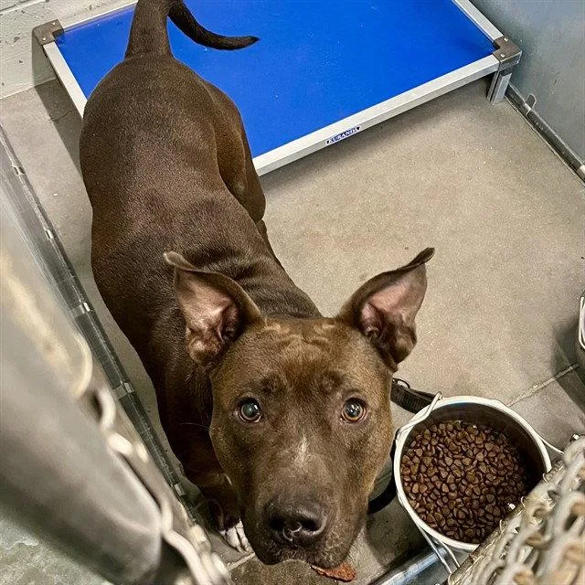 An adult large-sized male Pit Bull Terrier dog named Oslo for adoption in Tavares, FL