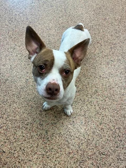 A young medium-sized male Chihuahua dog named Cookie for adoption in Springfield, MA