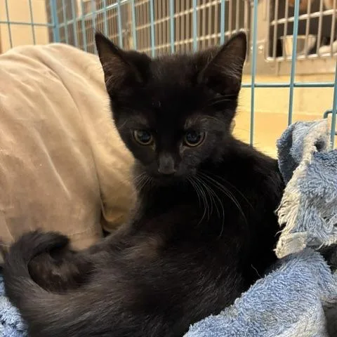 A baby small-sized male Black Domestic Short Hair cat named Aj for adoption in Winston-Salem, NC