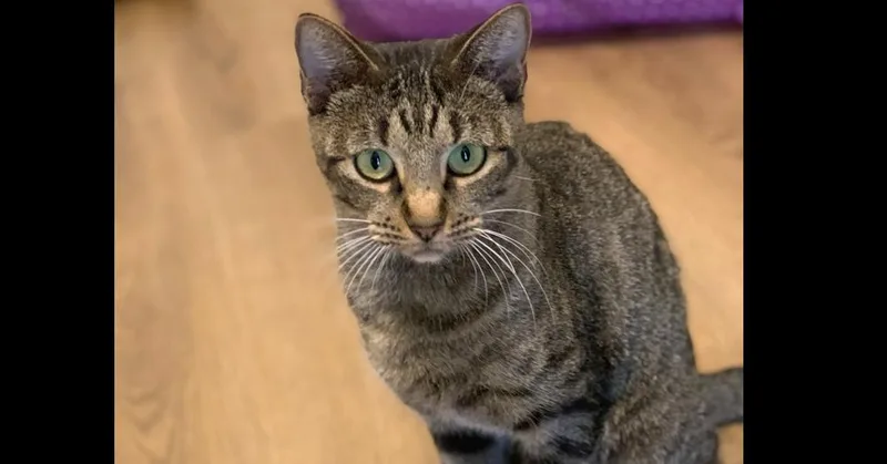 Poppy Lloyd thumbnail 4