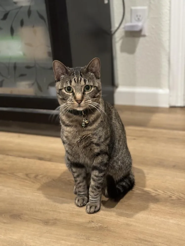 Poppy Lloyd thumbnail 5