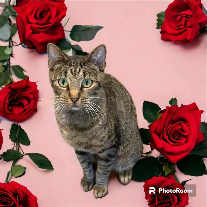 Poppy Lloyd thumbnail 6