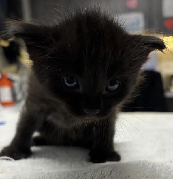 A baby small-sized male Domestic Short Hair cat named Tootsie Pie for adoption in Escondido, CA