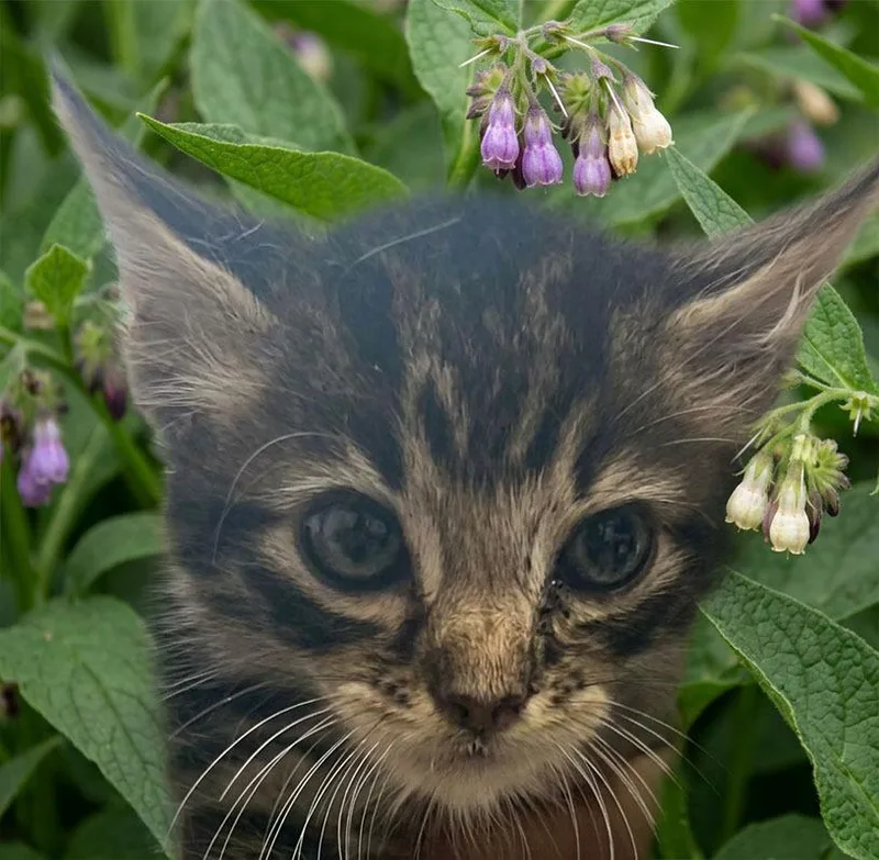 A baby small-sized male Domestic Medium Hair cat named Comfrey for adoption in Lavonia, GA