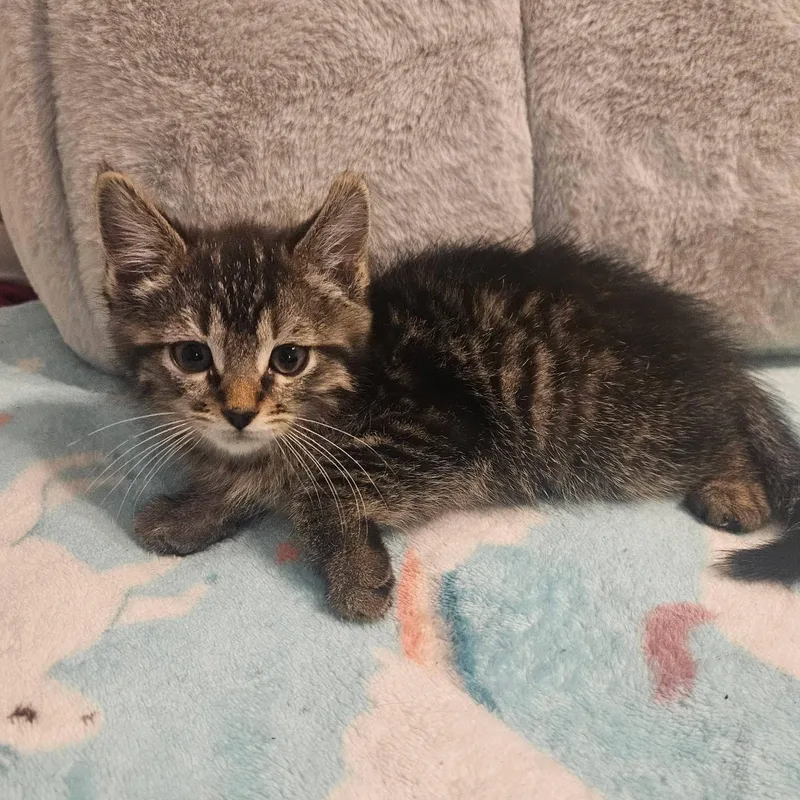 A baby medium-sized female Tabby (Brown / Chocolate) Tabby cat named Muffin for adoption in San Juan Capistrano, CA