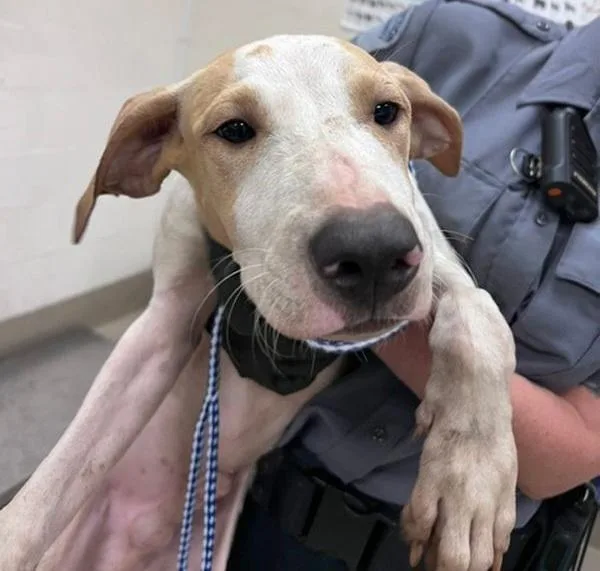 A young medium-sized male Pit Bull Terrier dog named Patches for adoption in Austin, TX