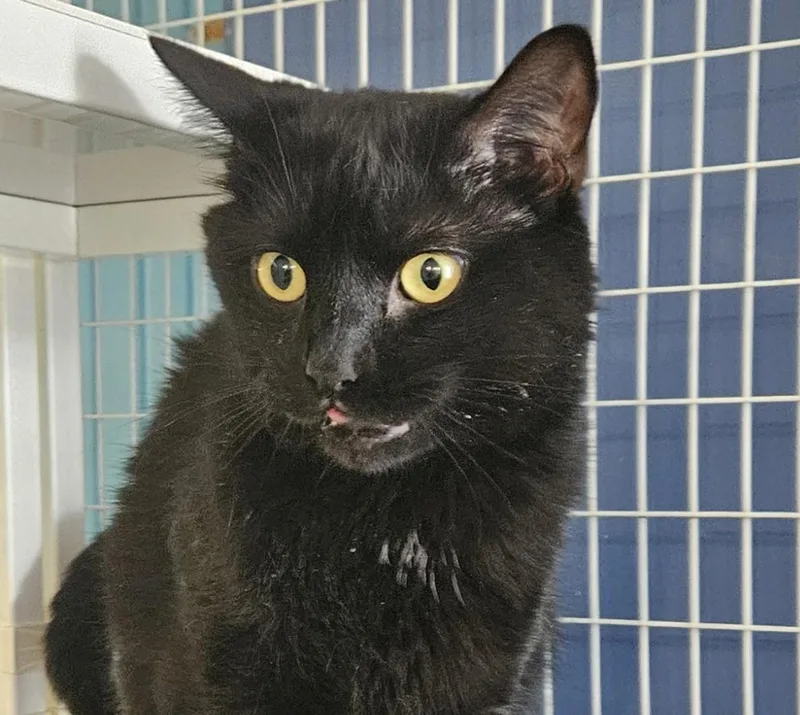 An adult medium-sized male Domestic Short Hair cat named BamBam for adoption in Claremont, NH