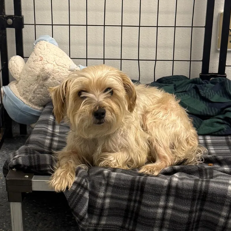 An adult small-sized male White / Cream Miniature Schnauzer dog named Stewart Little for adoption in Houston, TX