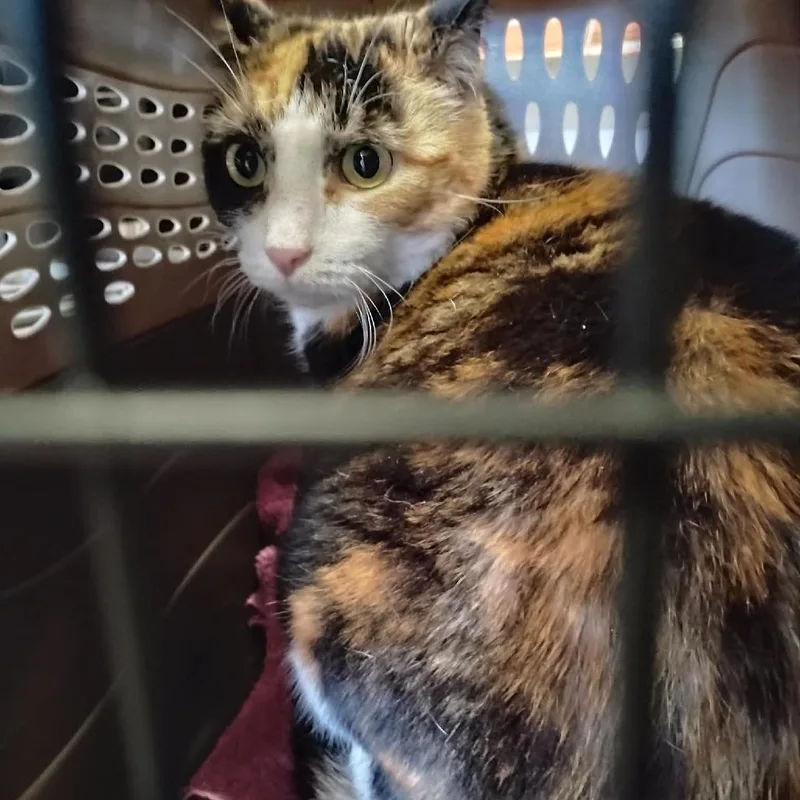 An adult large-sized female Calico Domestic Short Hair cat named Petunia for adoption in Huntington, WV