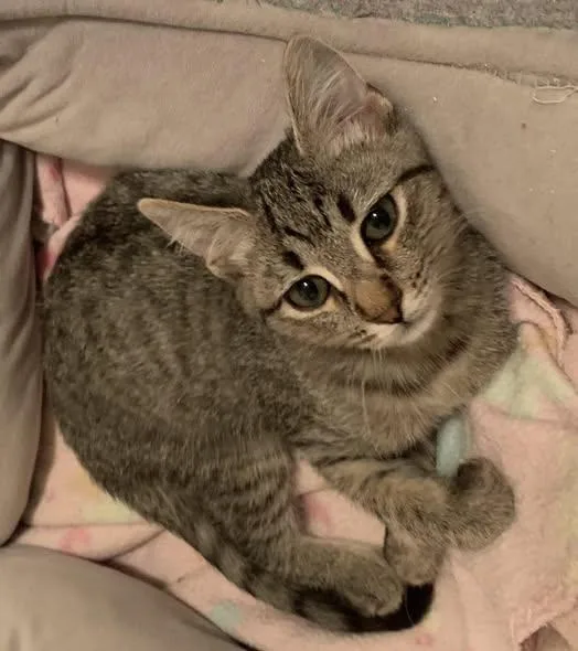 A baby medium-sized female Tabby (Gray / Blue / Silver) Domestic Short Hair cat named Pam for adoption in Collierville, TN