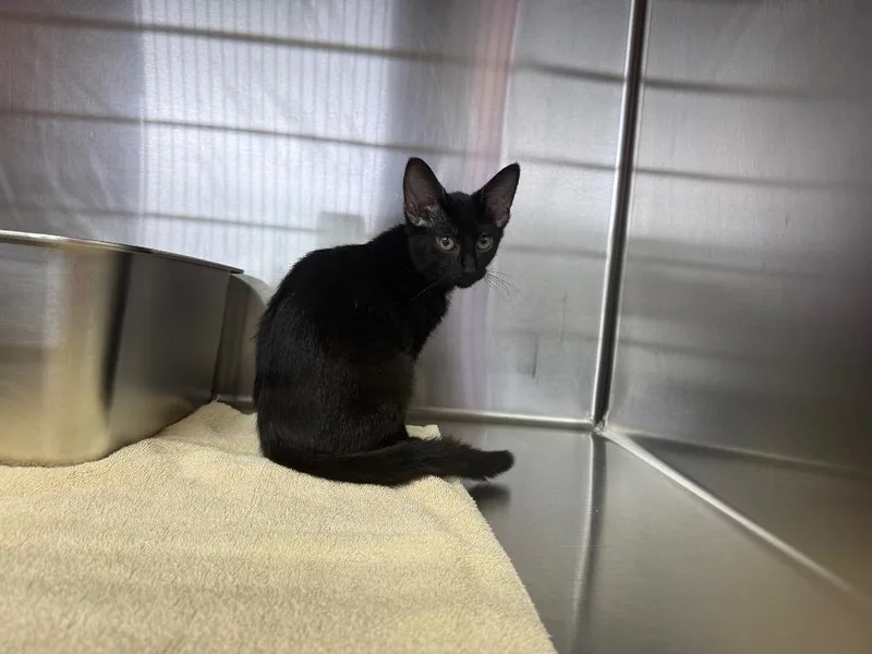 A baby small-sized female Domestic Short Hair cat named Randi for adoption in Murray, KY
