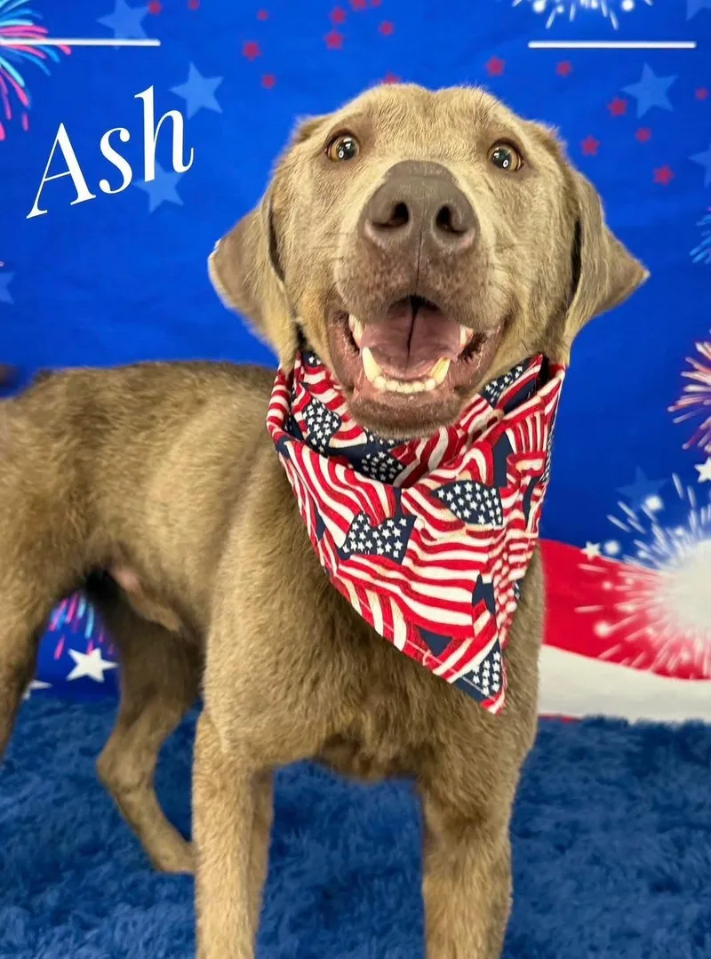 A young medium-sized male Gray / Blue / Silver Labrador Retriever dog named Ash for adoption in Flint, MI
