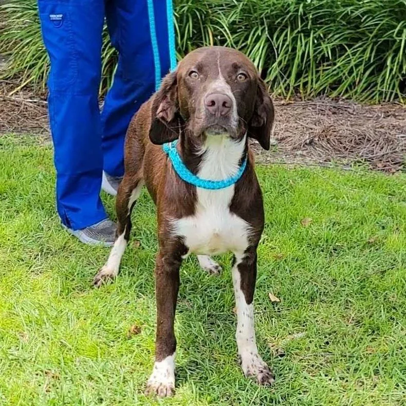A young medium-sized male Brown / Chocolate German Shorthaired Pointer dog named Paul for adoption in Buffalo, MN