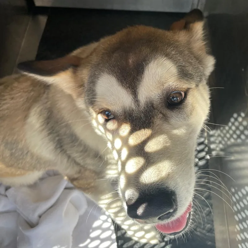 An adult medium-sized male Sable Siberian Husky dog named Popsicle for adoption in Austin, TX