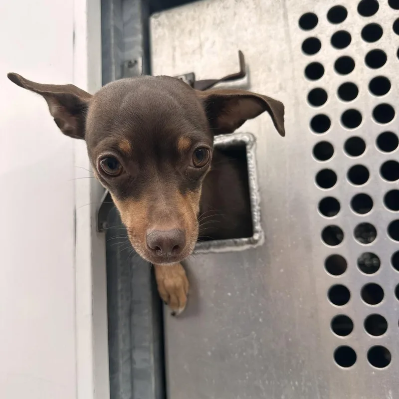 An adult small-sized female Brown / Chocolate Chihuahua dog named Pumpkin for adoption in Edinburg, TX