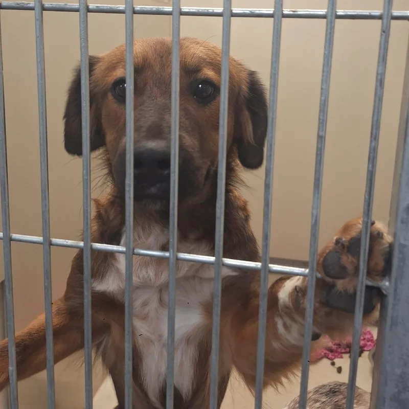 A young medium-sized male Cattle Dog dog named Stoker for adoption in Flagstaff, AZ