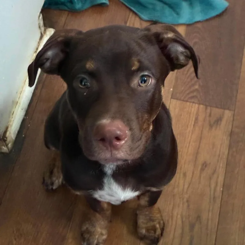 A baby large-sized male Brown / Chocolate Mixed Breed dog named Duke for adoption in Farmersville, OH