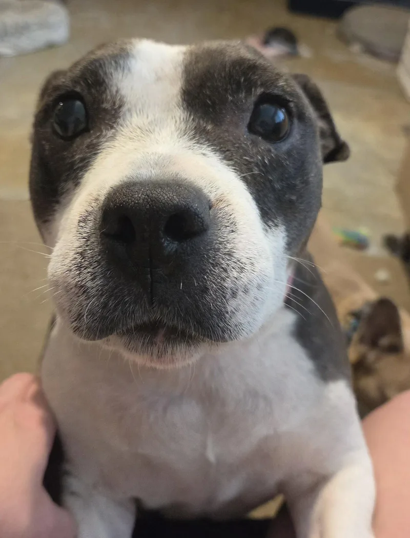 A senior medium-sized female American Bulldog dog named Roxie for adoption in Newport, KY