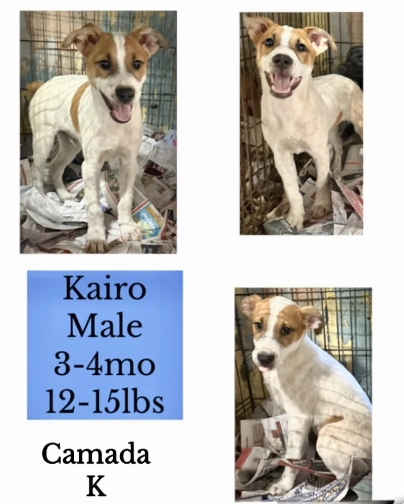 A young medium-sized male Jack Russell Terrier dog named Kiaro for adoption in Virginia Beach, VA