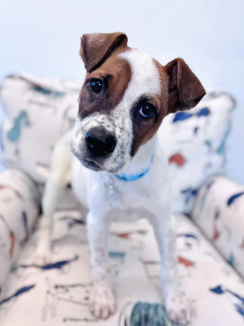 A baby large-sized male Hound dog named Rascal for adoption in Palatine, IL